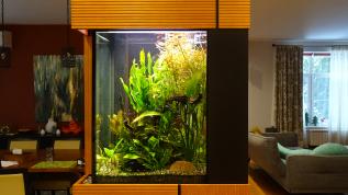 Растительный аквариум в перегородке в столовой