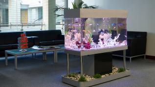 Прямоугольный аквариум в офисе