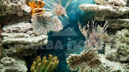 Морское оформление в аквариуме-иллюминаторе в Салоне на Соколе