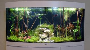 "Азия" - пресноводное оформление в панорамном аквариуме Juwel объемом 260 литров в салоне