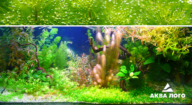Пресноводное оформление с живыми растениями. Архив. 2009год.