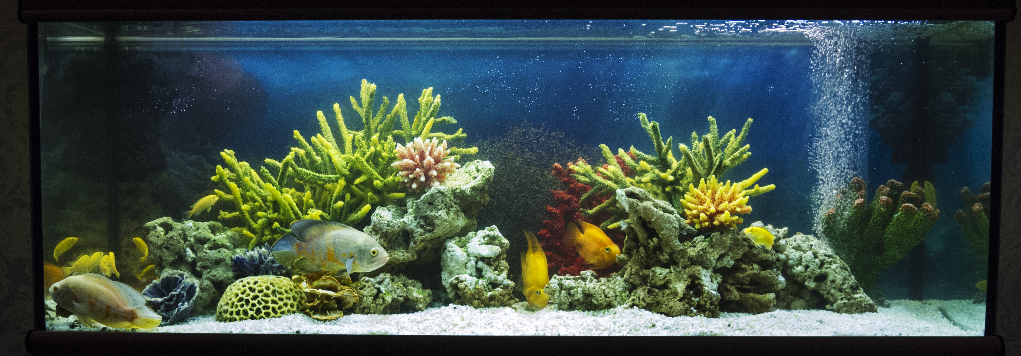 Пресноводное оформление «Псевдоморе» Пресноводное оформление «Псевдоморе»