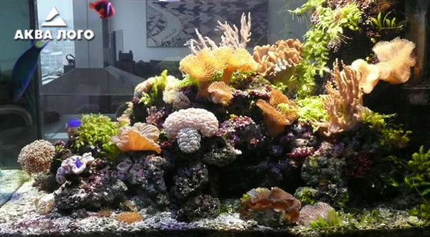 Морское оформление «Риф». Архив. 2008 год. Морское оформление «Риф». Архив. 2008 год.