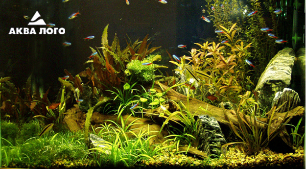 Пресноводное оформление с живыми растениями Архив. 2006год. Пресноводное оформление с живыми растениями Архив. 2006год.