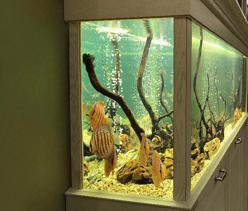 Пресноводное оформление 1 категории с дискусами