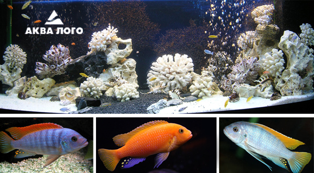 Пресноводное оформление 