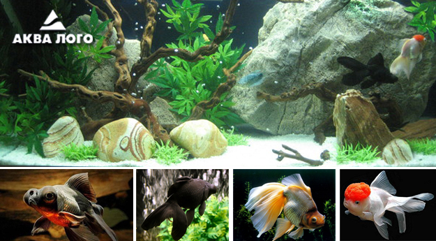 Пресноводное оформление с искусственными декорациями Архив. 2008год.