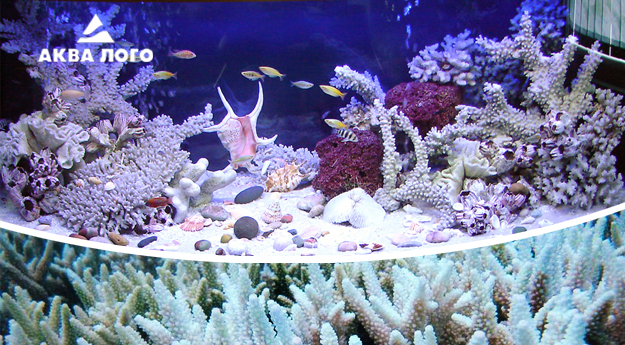 Пресноводное оформление Пресноводное оформление