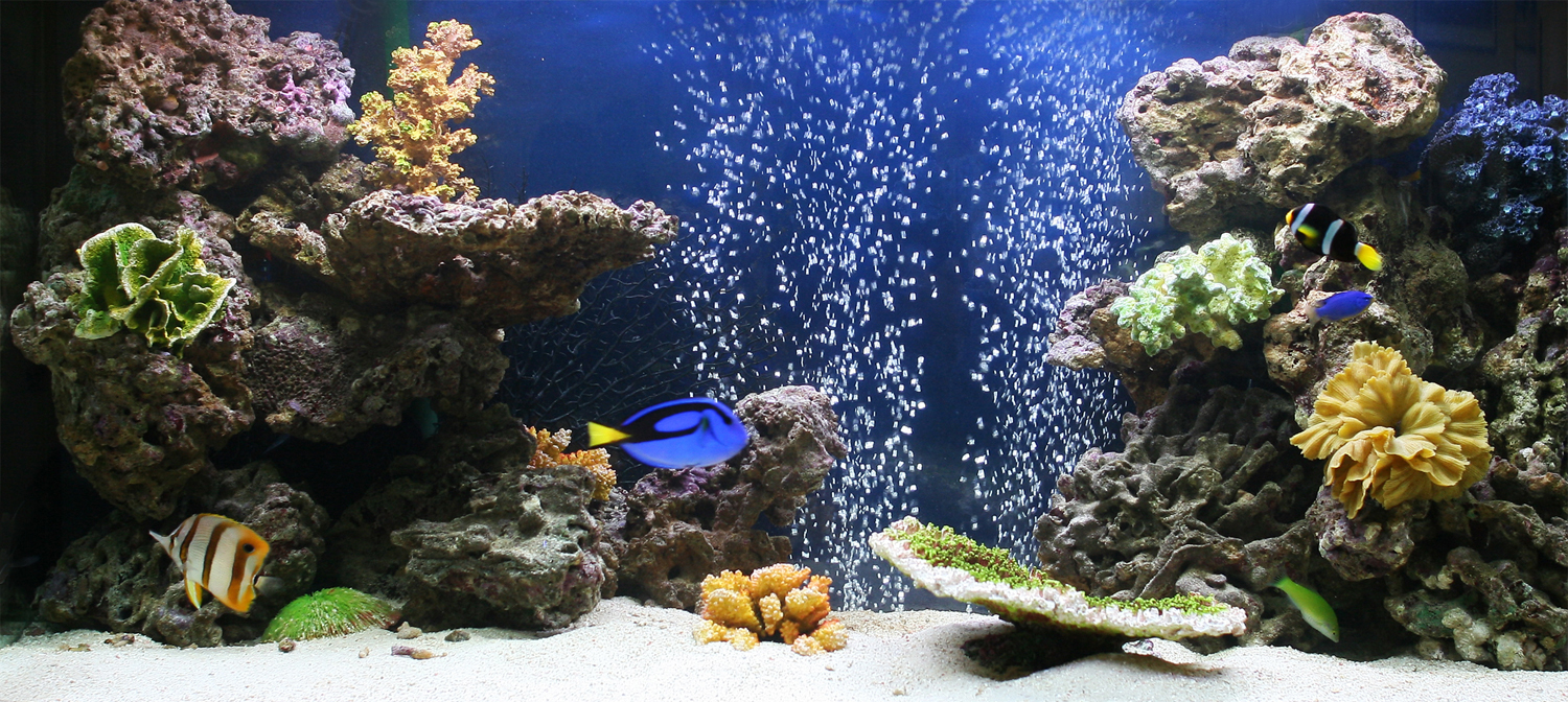 Морское оформление «Рыбное море» Морское оформление «Рыбное море»