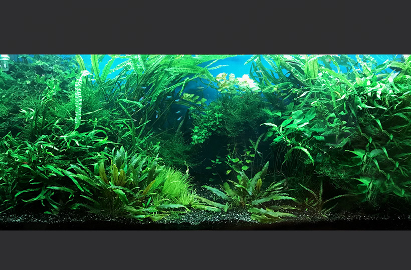 Пресноводное оформление с живыми растениями в стиле 
