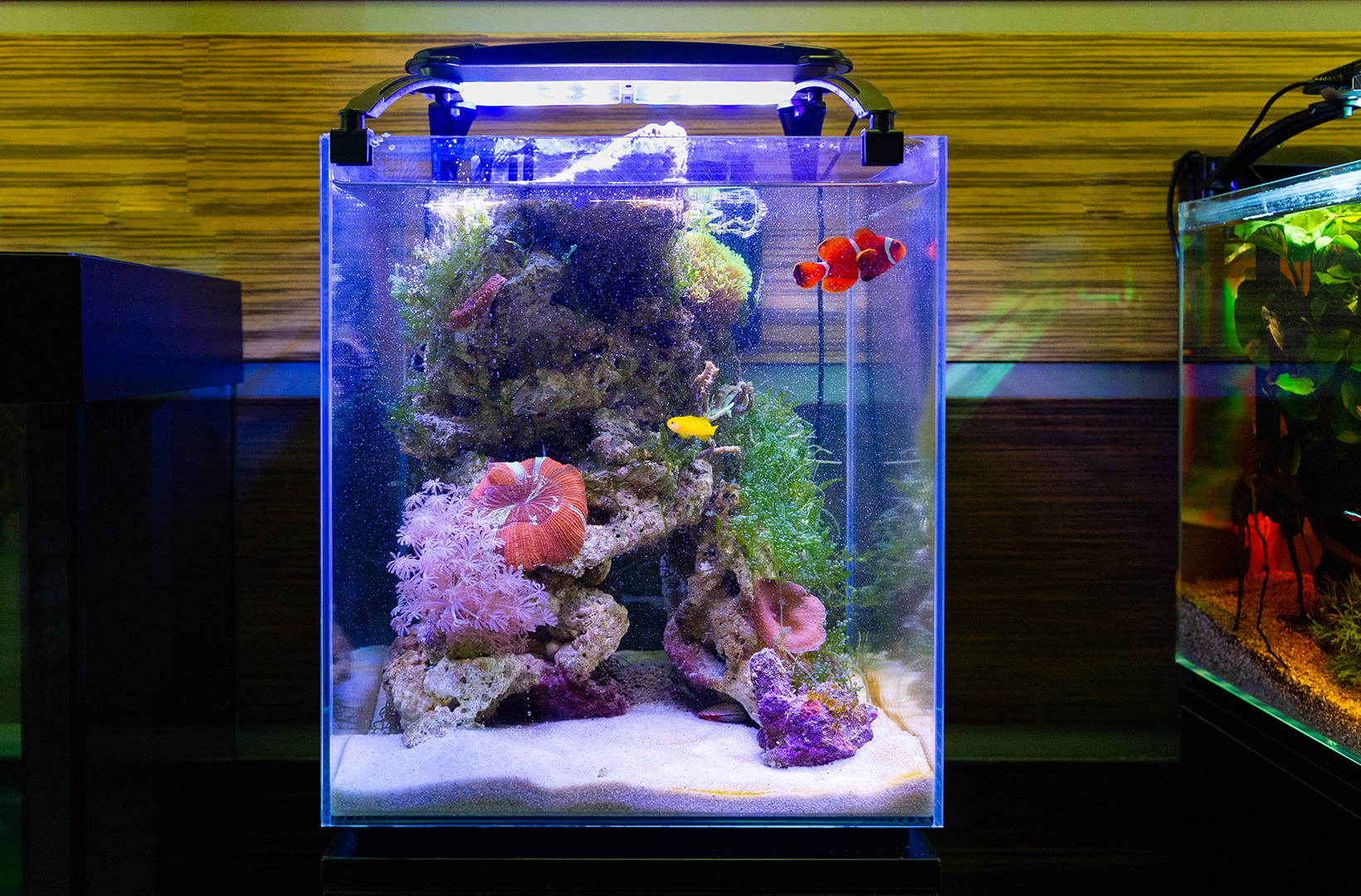 Морское оформление - нанориф в салоне