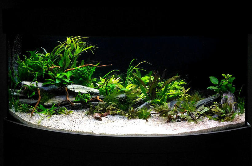 Пресноводный аквариум с живыми растениями объемом 470 литров