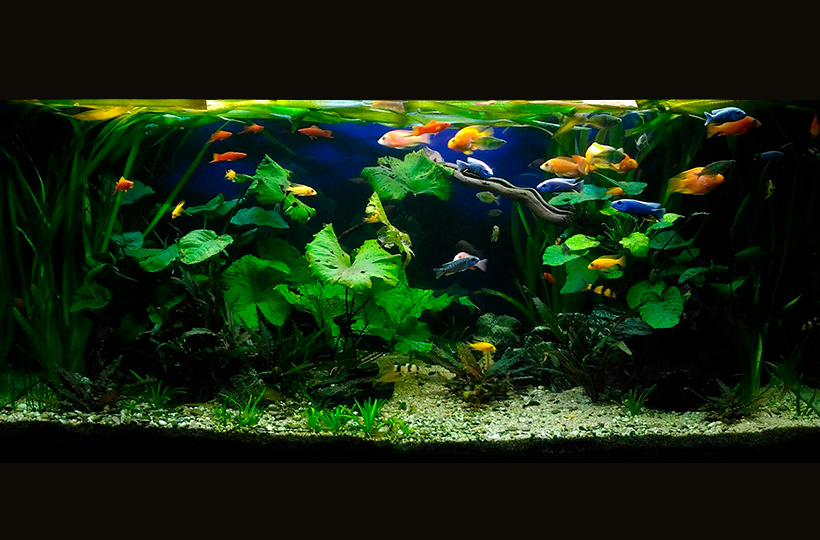 Пресноводное оформление с растениями и меченосцами Пресноводное оформление с растениями и меченосцами