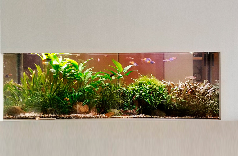 Пресноводное оформление с растениями и радужницами
