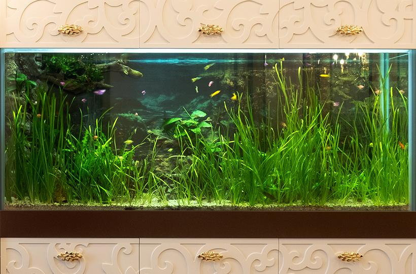 Пресноводное оформление с живыми растениями и Glo-fish