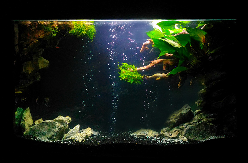 Пресноводное оформление с встроенной декорацией и живыми растениями