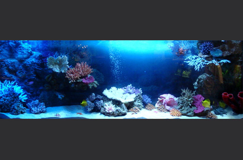 Морской аквариум объемом 900 литров