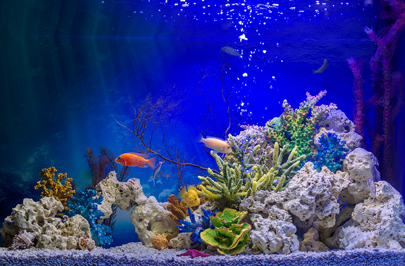 Пресноводное оформление - Псевдоморе в аквариуме объемом 500 литров Пресноводное оформление - Псевдоморе в аквариуме объемом 500 литров