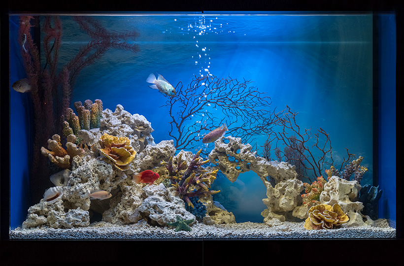Пресноводное оформление - Псевдоморе в аквариуме объемом 500 литров