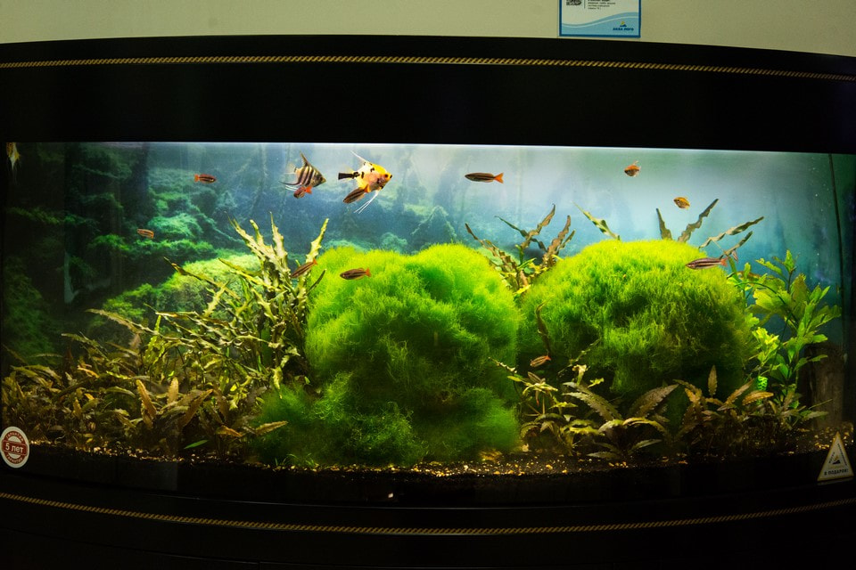 Рыбки в аквариуме в стиле Голландия